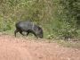 Day02 - 16 * Peccary